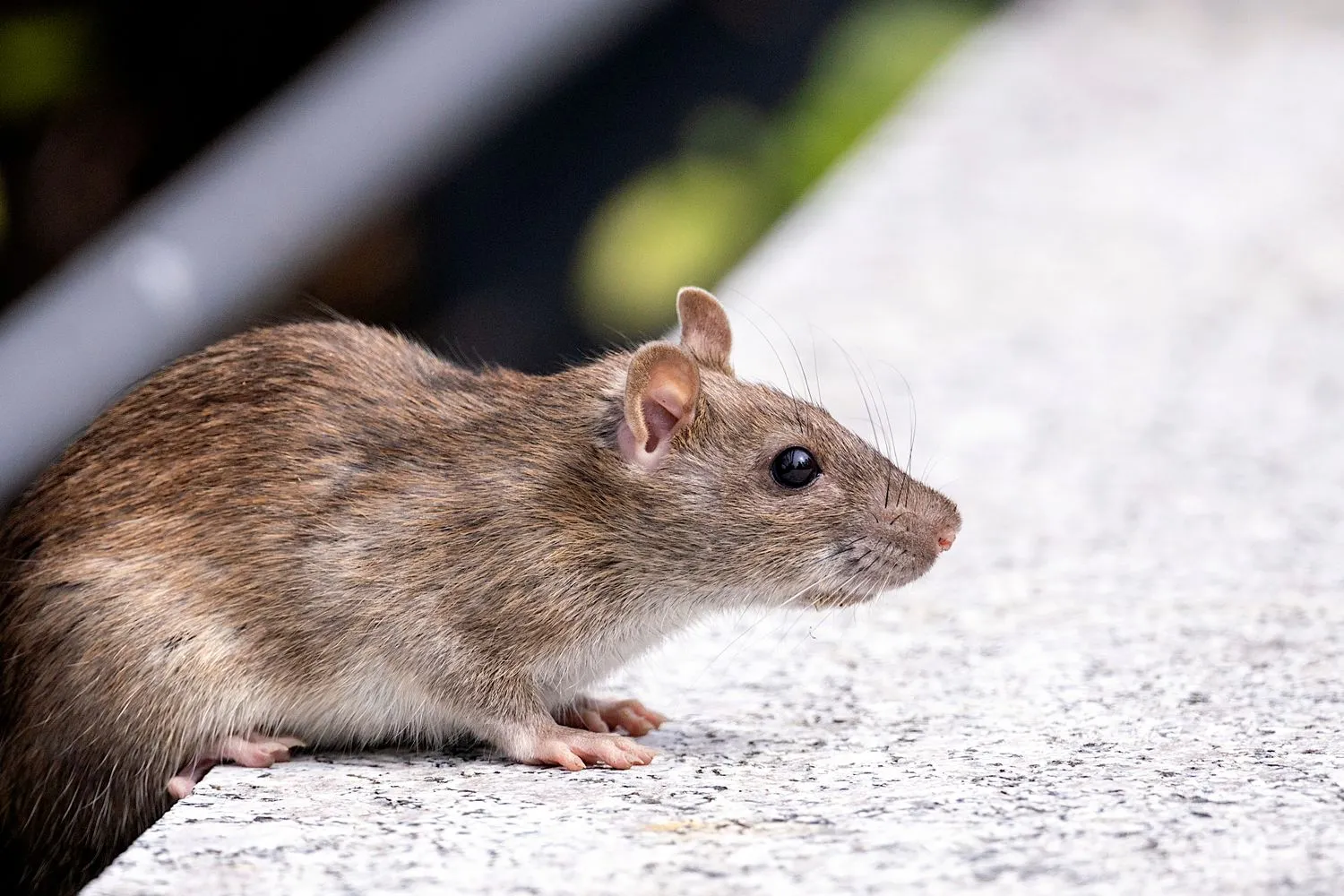 Brown rat at the base of a stucco wall, a typical Mission Viejo exterior entry point